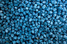 新鲜蓝莓浆果高清图
