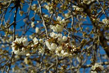 最美白樱花树摄影图片下载