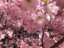 粉色浪漫樱花图片下载