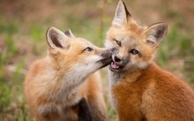 两只红狐狸图片素材