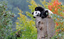 超萌可爱熊猫高清图片