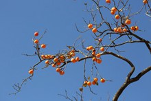 秋天柿子树图片大全