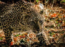 非洲花豹摄影图图片下载