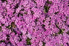 紫色小花花卉精美图片