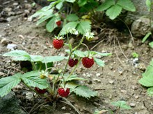 路边的野草莓高清图片
