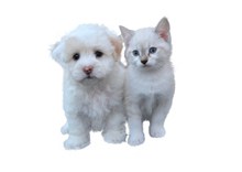 可爱白色小猫小狗图片大全