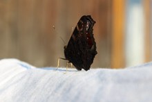 黑色燕尾蝶高清图片