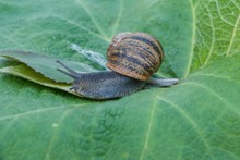 绿叶上小蜗牛精美图片