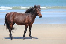 海边骏马写真图片大全