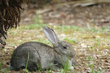 野生灰色兔子高清图