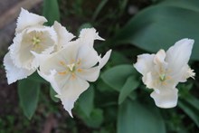白色郁金香鲜花高清图