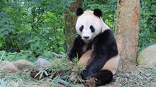 森林大熊猫高清图片