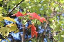 初秋红树叶摄影高清图