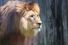 大狮子肖像图片下载