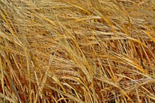 成熟小麦谷物高清图片