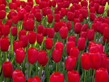 荷兰红色郁金香高清图片