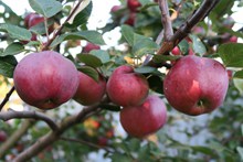 苹果树大红苹果精美图片