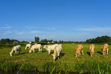 农场放牧牛群精美图片