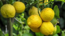 酸柠檬水果高清图