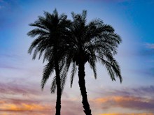 落日余晖棕榈树图片大全