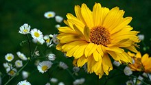 黄色花朵开花摄影精美图片