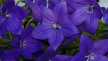 蓝紫色鲜花摄影高清图片