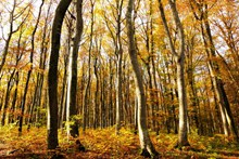 秋天森林树木景观精美图片