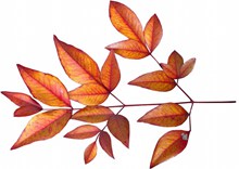 秋天红树叶高清图