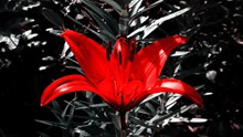 红色百合花朵精美图片