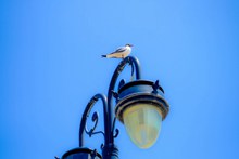 路灯上的海鸥高清图片