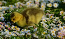 花丛中的小鸭子图片大全
