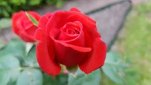 好看红玫瑰花精美图片