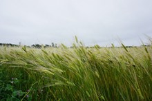 麦田绿色小麦精美图片