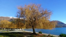 湖边树木景观图片素材