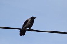 电线上的黑色鸟图片下载
