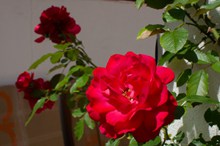 盛开玫瑰鲜花精美图片