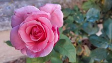 高清粉色玫瑰花朵图片下载