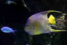 海底黄色观赏鱼图片素材