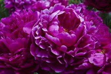 紫色牡丹花特写高清图片