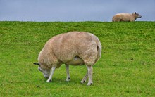 高原草地绵羊高清图