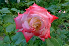 粉色玫瑰花朵高清高清图