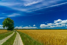 蓝天小麦景观精美图片