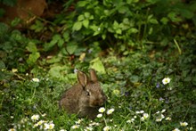 草地上的灰色兔子图片下载