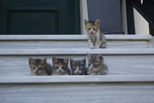 五只可爱小猫图片