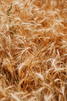 成熟小麦高清照片图片