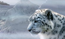 高清西藏雪豹图片素材