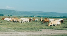 草原牛群风景图片素材
