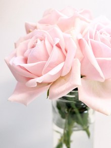 漂亮的粉色玫瑰花图片大全