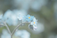 蓝色小花唯美淡雅背景图片素材
