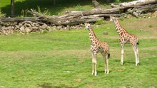 草地两只长颈鹿精美图片